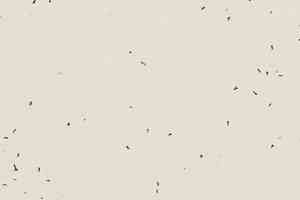 Линолеум Forbo Sphera Energetic 50222 lace фото  | FLOORDEALER